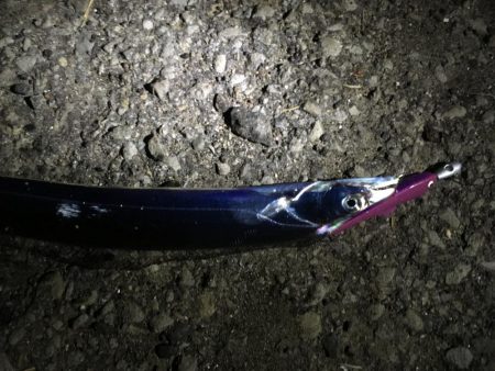 深夜の太刀魚釣り